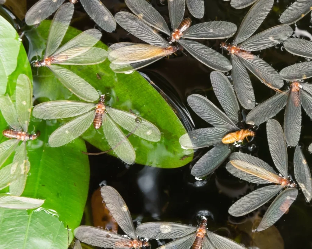 Dead flying termites (alates) floating in a body of water