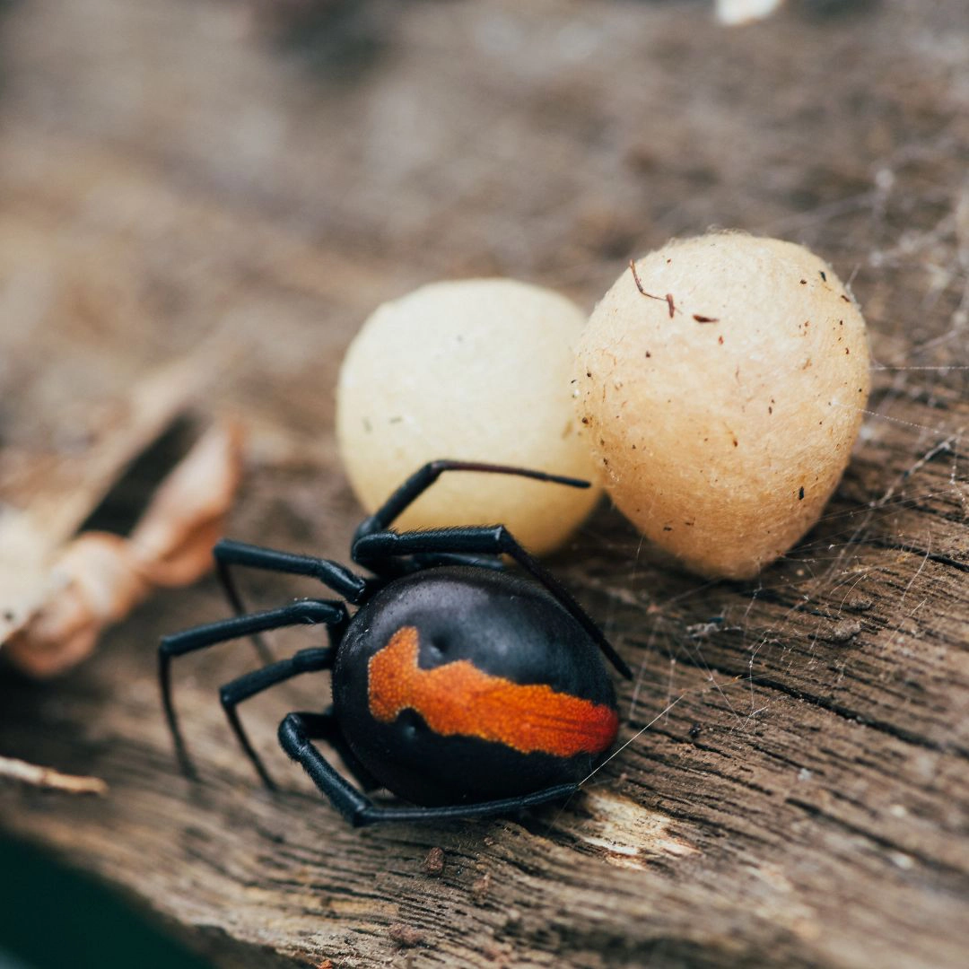 Termite Inspection & Spider Treatment – Adelaide