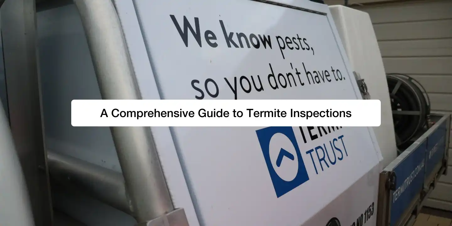 A Comprehensive Guide to Termite Inspections (1)