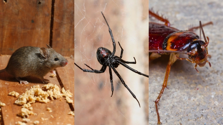 General Pest Treatment – Bunbury