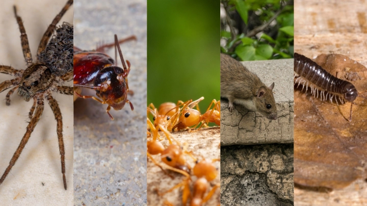Specified Pest Treatment – Adelaide