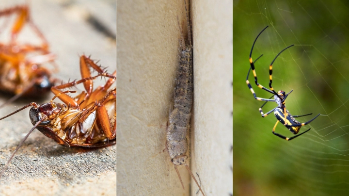 Spring General Pest Treatment – SE QLD