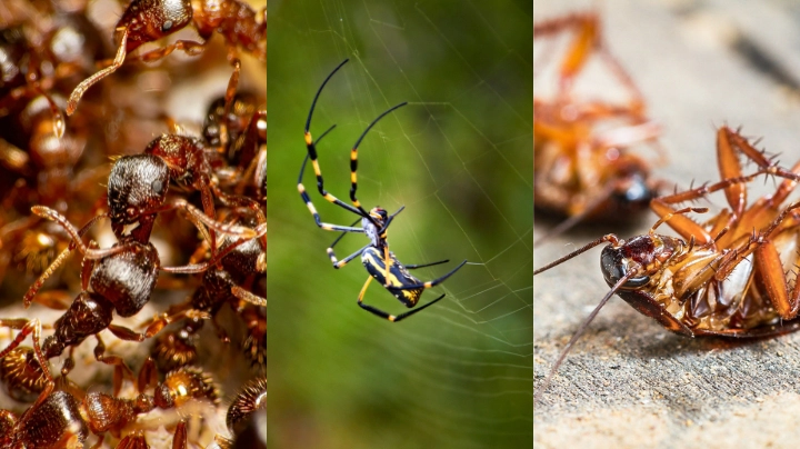 General Pest Treatment – Central QLD