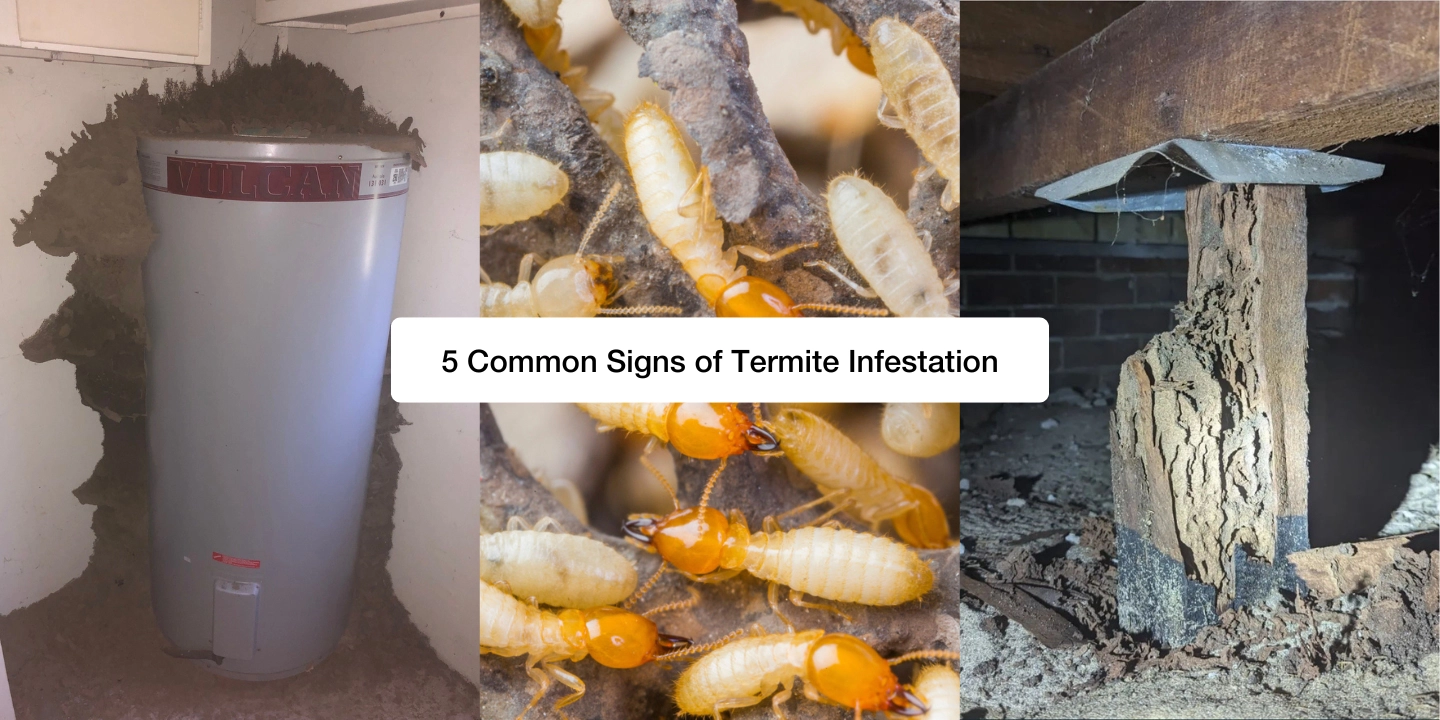 5 Common Signs of Termite Infestation blog feature image