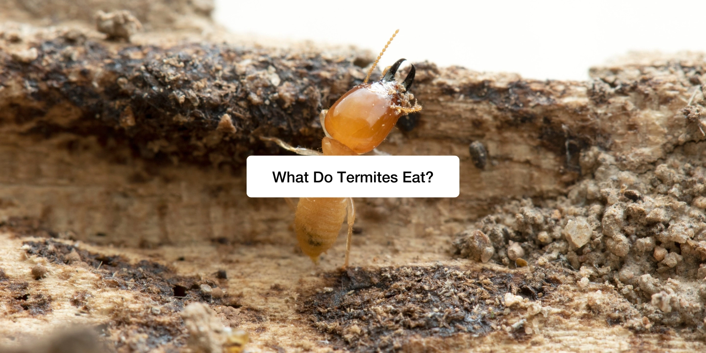 What Do Termites Eat? blog feature image