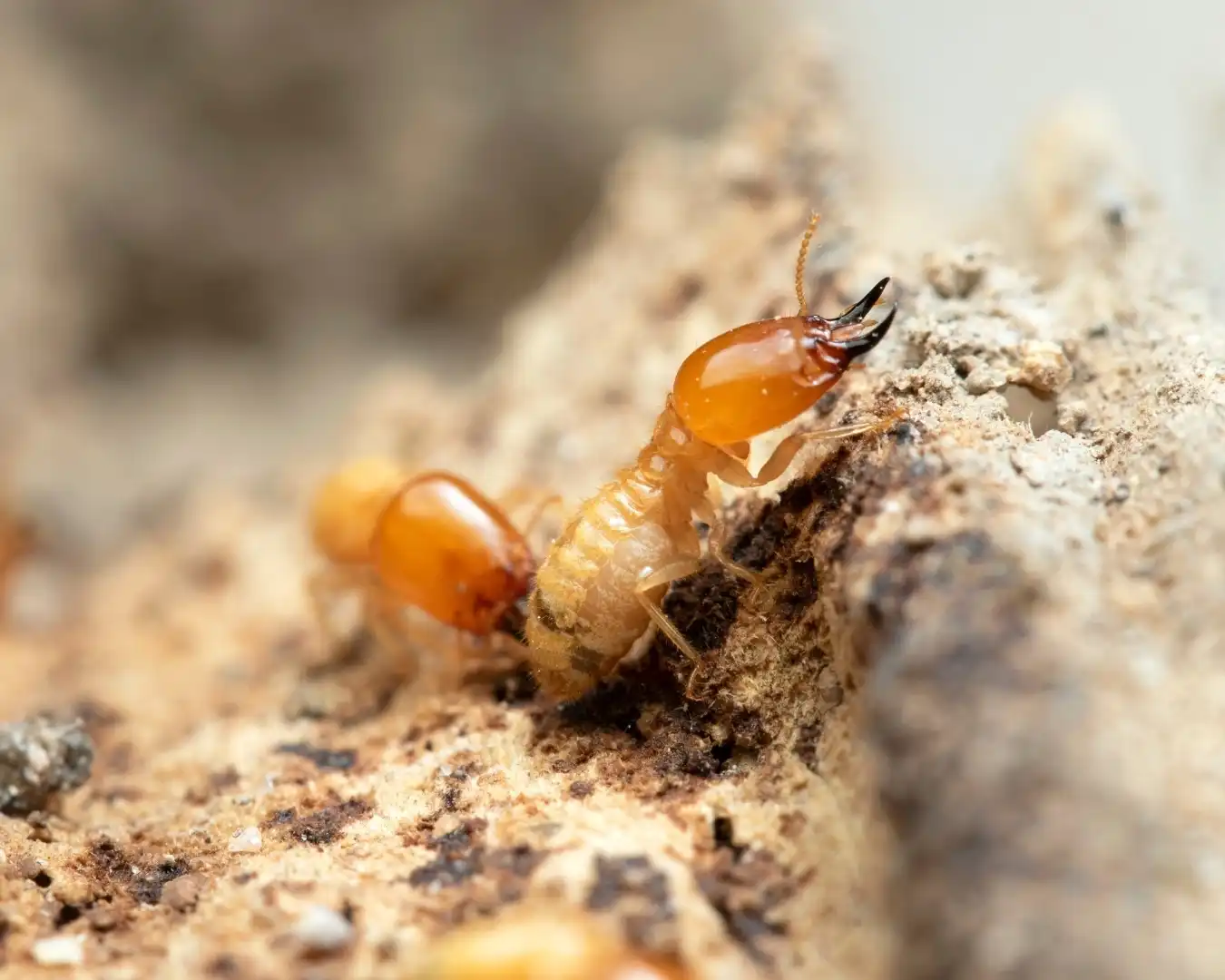 Two termites