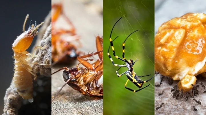Pest Treatment & Termite Inspection – Perth