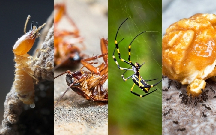 Four Pests