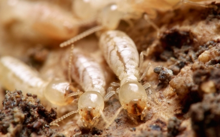 Termites
