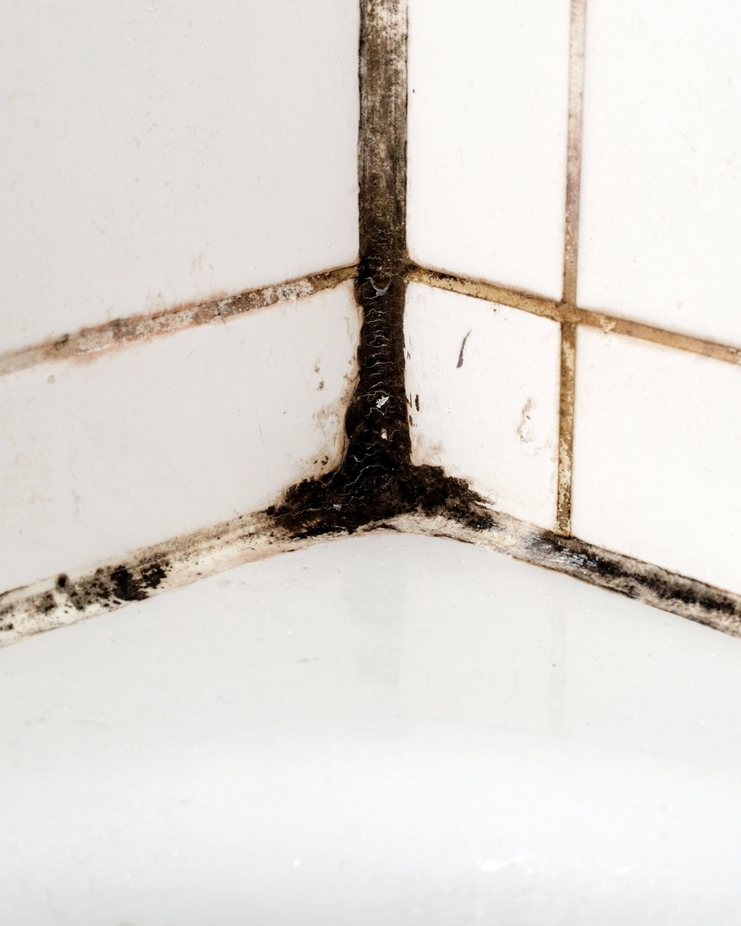 Persistent mould or mildew, along with musty smells