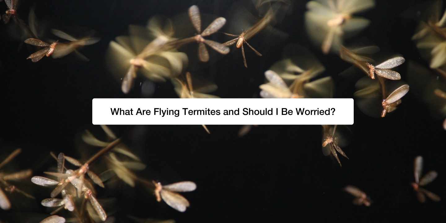 What are flying termite and should I be worried blog