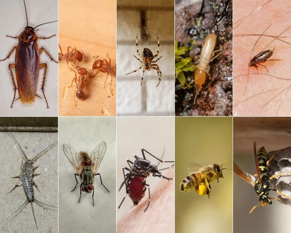 10 Common Summer Pests. Cockroach, Ants, Spider, Termite, Flea, Silverfish, Fly, Mosquito, Bee, Wasp