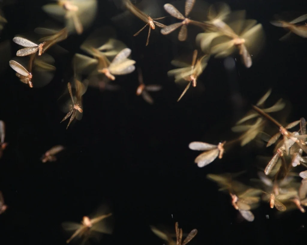 Termite Alates (Flying Termites) flying
