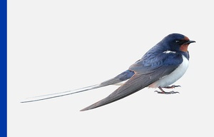 Welcome Swallow bird on plain white background with a blue vertical strip on left