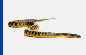Tiger snake on plain white background with a blue vertical strip on left