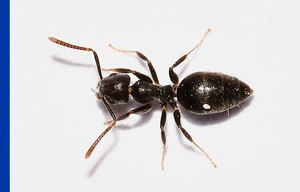 White-Footed Black Ant on plain white background with a blue vertical strip on left