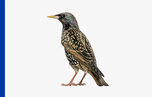 Common Starling bird on plain white background with a blue vertical strip on left
