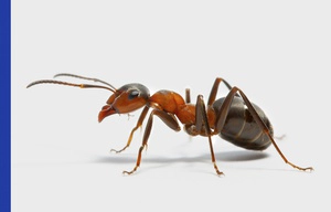 Coastal Brown Ant on plain white background with a blue vertical strip on left