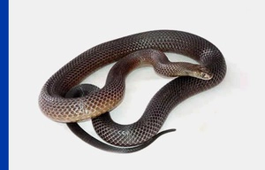 Dugite snake on plain white background with a blue vertical strip on left