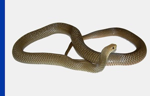 East Brown Snake on plain white background with a blue vertical strip on left