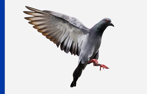Feral Pigeon bird on plain white background with a blue vertical strip on left