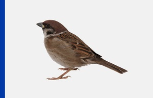 House Sparrow bird on plain white background with a blue vertical strip on left