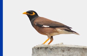 Indian Myna bird on plain white background with a blue vertical strip on left