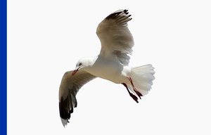 Seagull bird on plain white background with a blue vertical strip on left