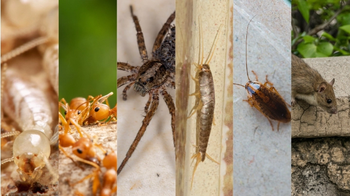 Termite Inspection, General Pest Treatment & Rodent Program Combo – Townsville
