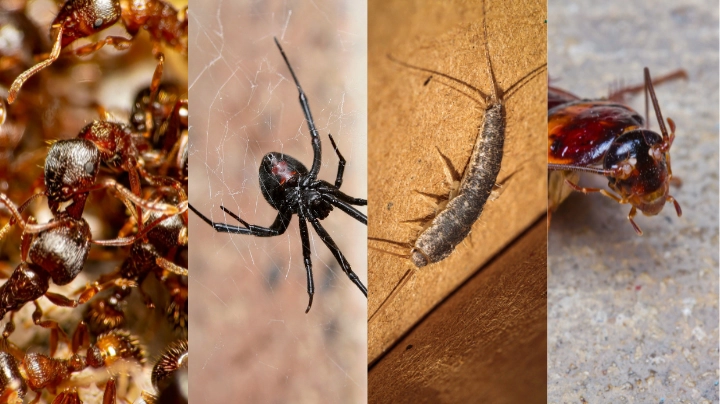 General Pest Treatment – Townsville