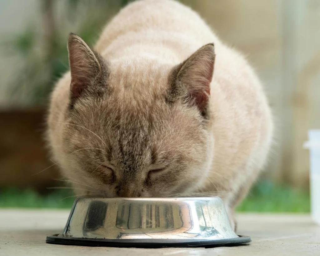 A cat eating from a silver pet food bowl placed outside