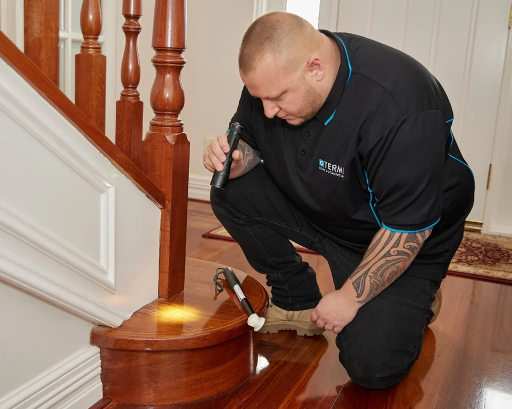 Termitrust Pest Control technician inspecting a timber floor for timber pest damage using a torch and a donger tool