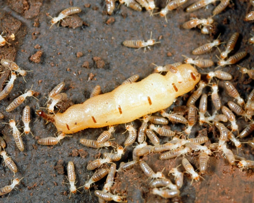 A termite queen surrounded by lots of termites