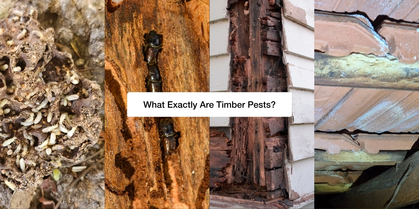 What exactly are timber pests blog feature image