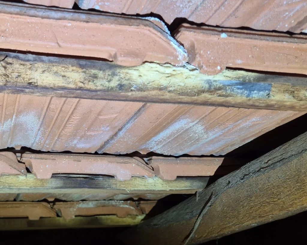 Chemical delignification affecting timber. Efflorescence (white salt deposits), a common sign of chemical delignification present on tiles