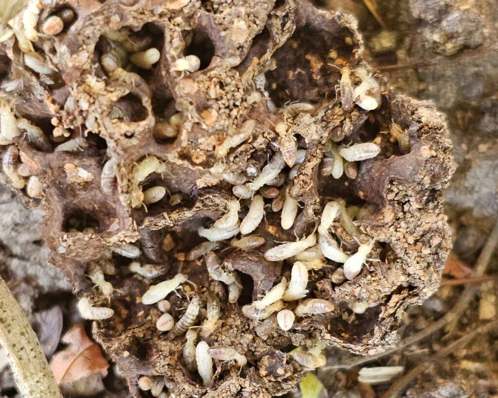 Many subterranean termites on hollowed out timber