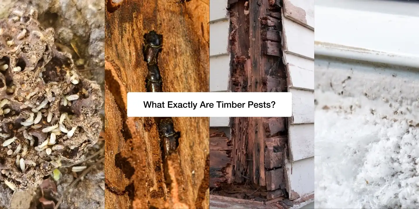 What-exactly-are-timber-pests-Feature-Image