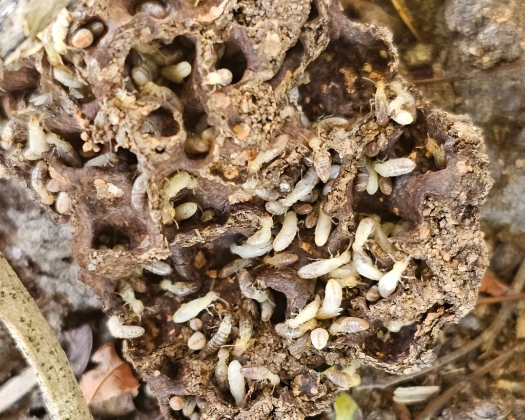 Many subterranean termites feeding on timber 