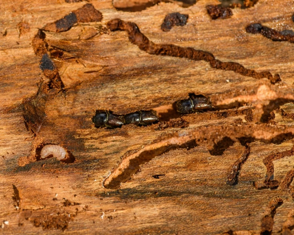 Timber boring species of beetle eating timber