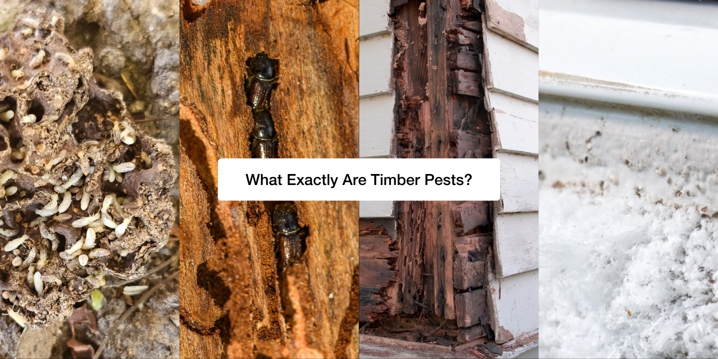 What exactly are timber pests blog feature image