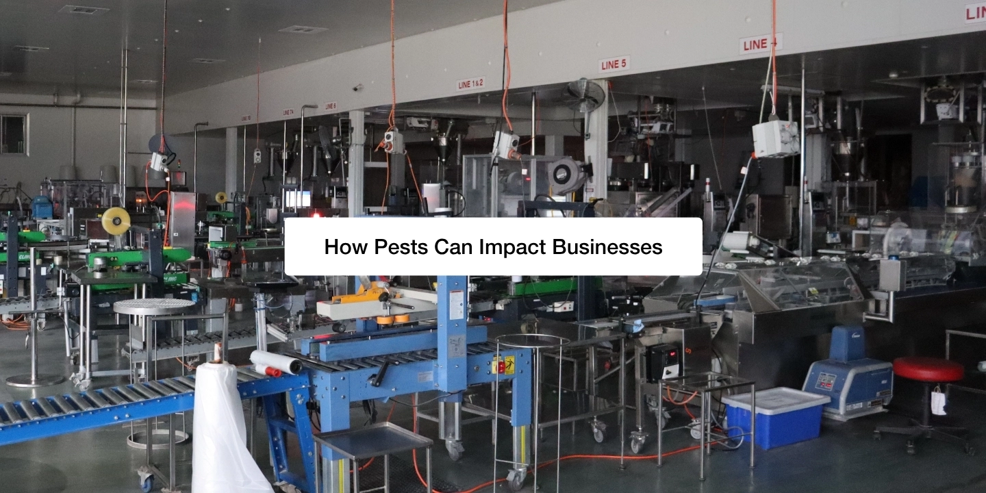 How Pests Can Impact Businesses Feature Image
