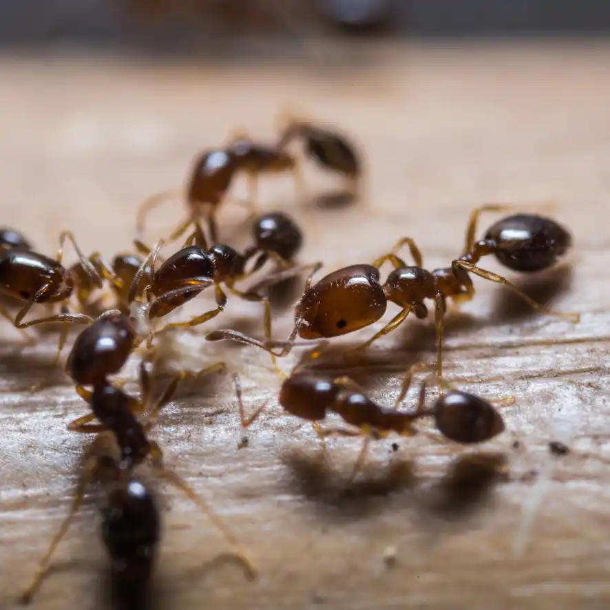 Ants SQ