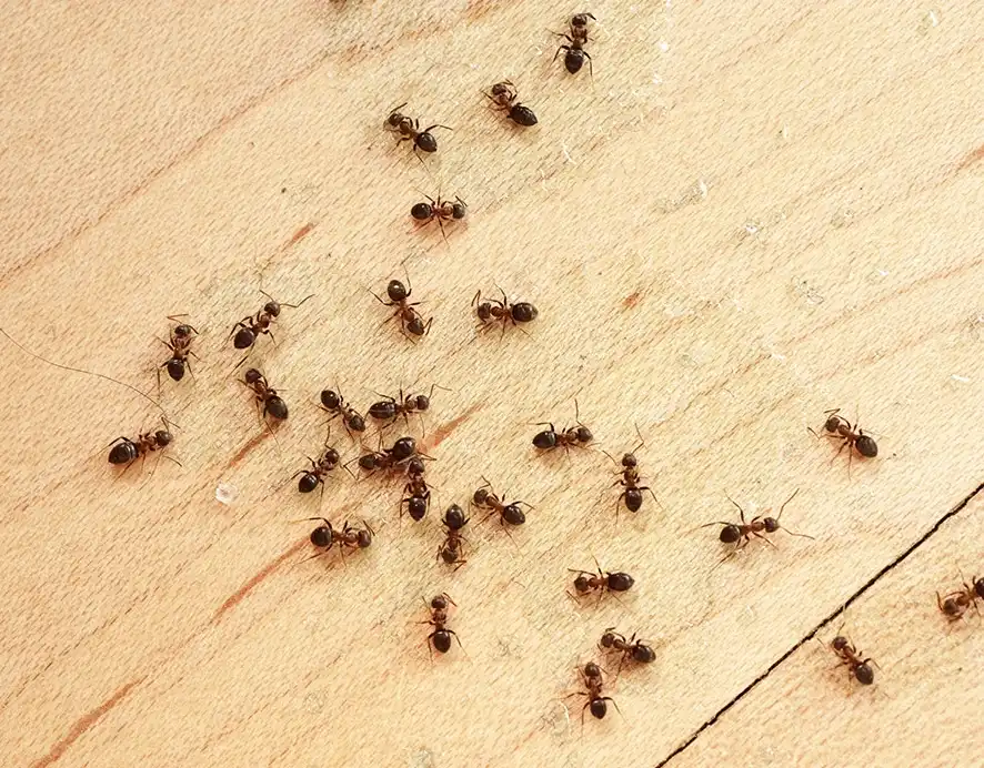 Ant control & treatment across Australia