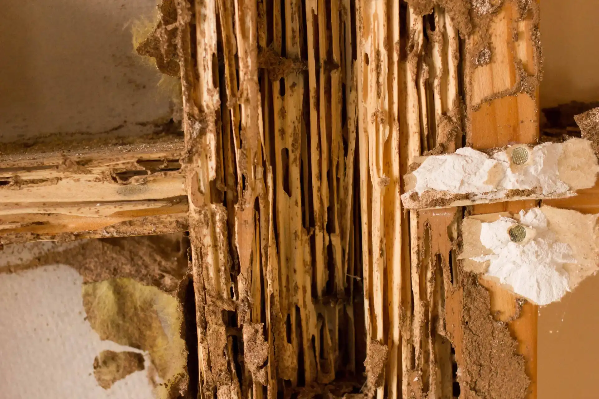 Termite Barriers Are Important