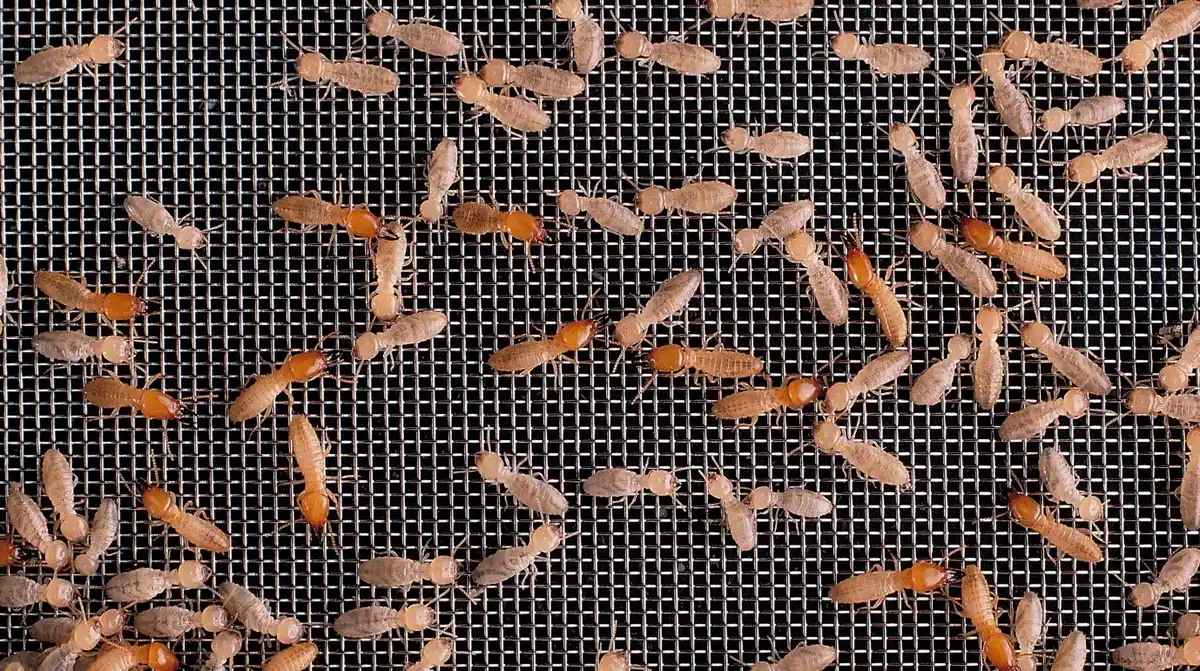 termites (6)