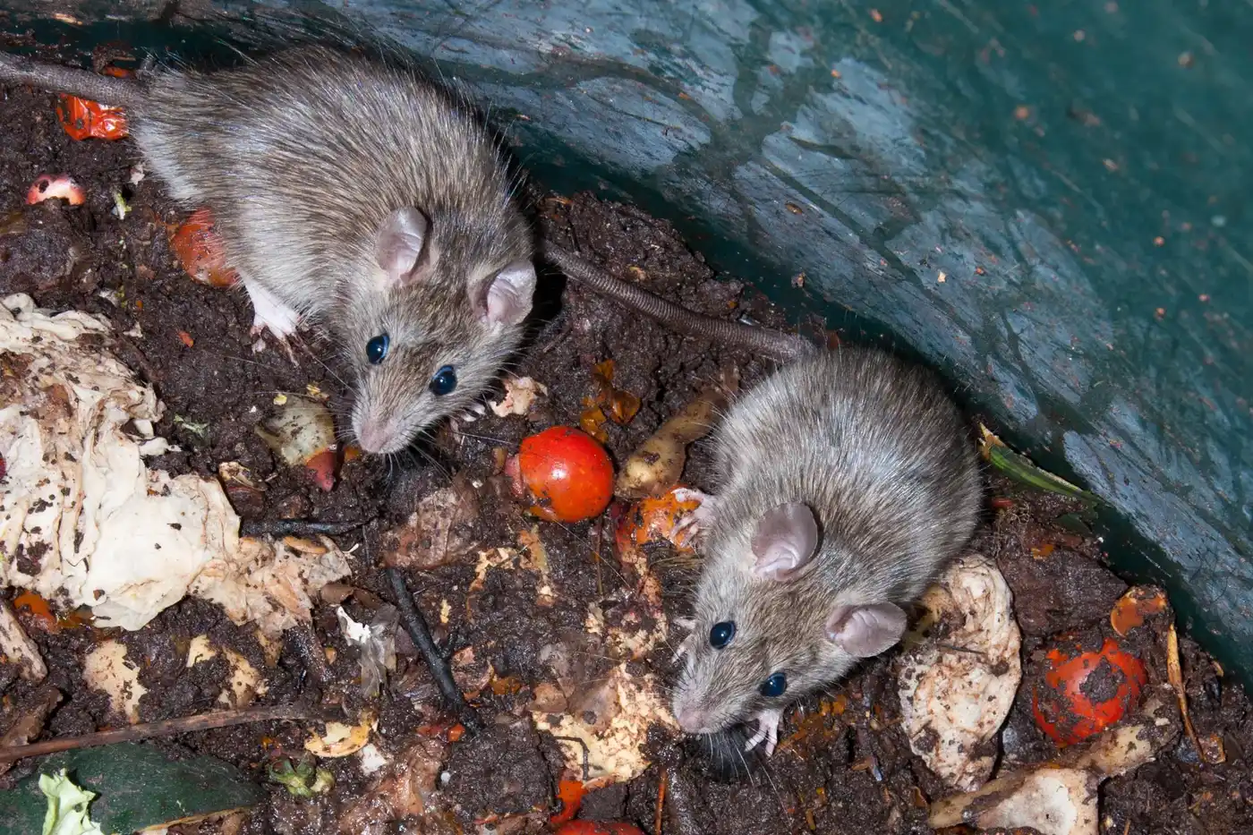 Removing rodents from your home or business