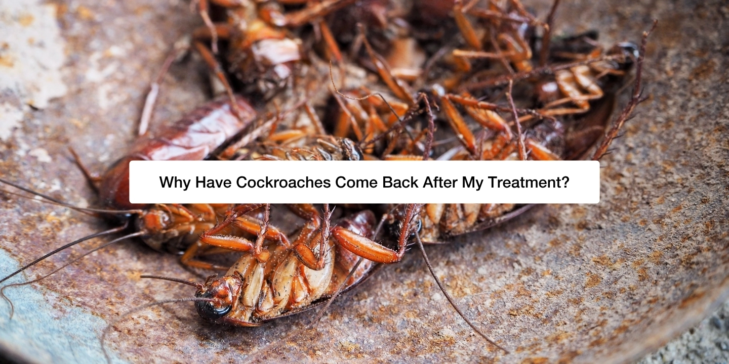 Why Have Cockroaches Come Back After My Treatment Blog Feature Image