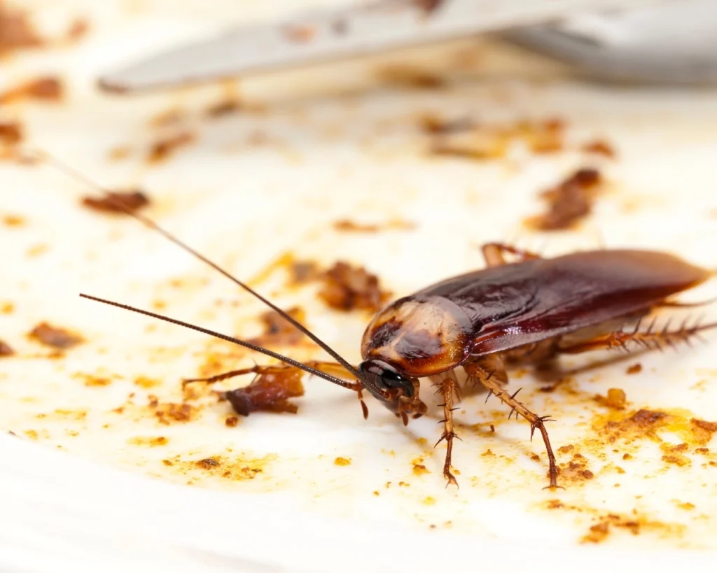 A single cockroach on a dirty dinner plate with food scraps
