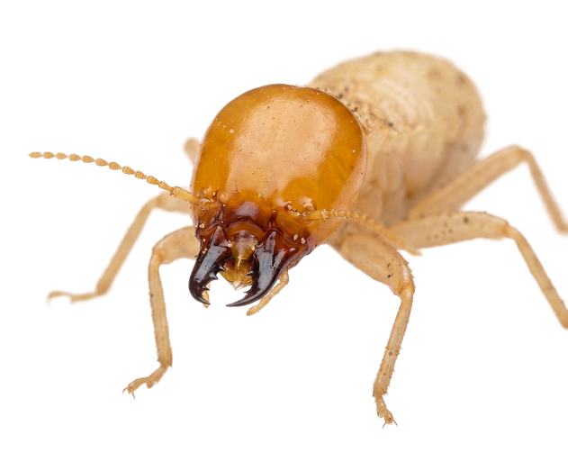 Gemini_Generated_Image termite
