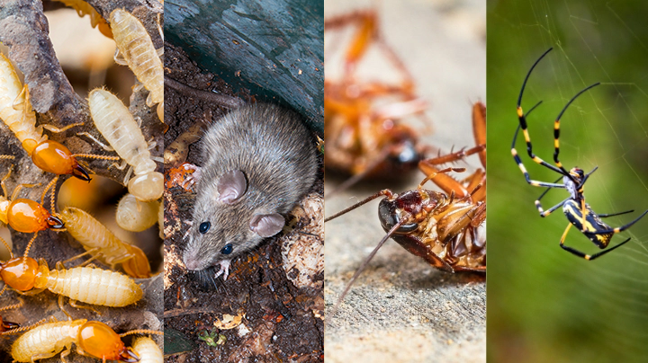 Pest Treatment & Termite Inspection – Perth